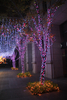 LED 粉紅光串燈